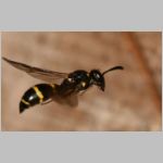 Symmorphus bifasciatus - Lehmwespe 12.jpg